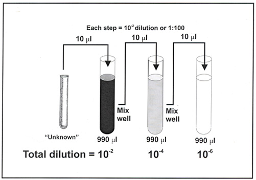 serial dilution steps