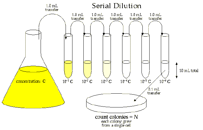 serial dilution steps